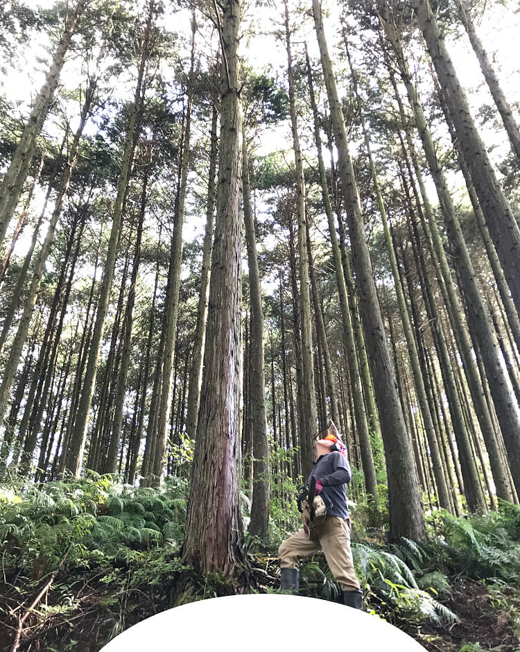 秀ちゃん椎茸の【園田きこり農園】山口県美祢市の原木しいたけを全国発送｜通販 ギフト 贈り物にも