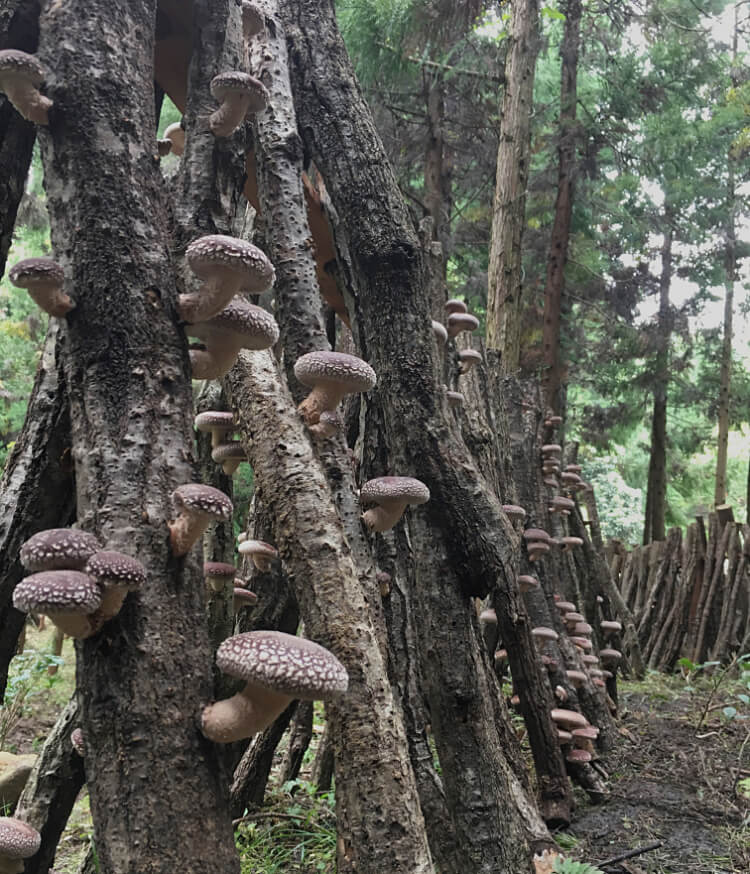 秀ちゃん椎茸の【園田きこり農園】山口県美祢市の原木しいたけを全国発送｜通販 ギフト 贈り物にも