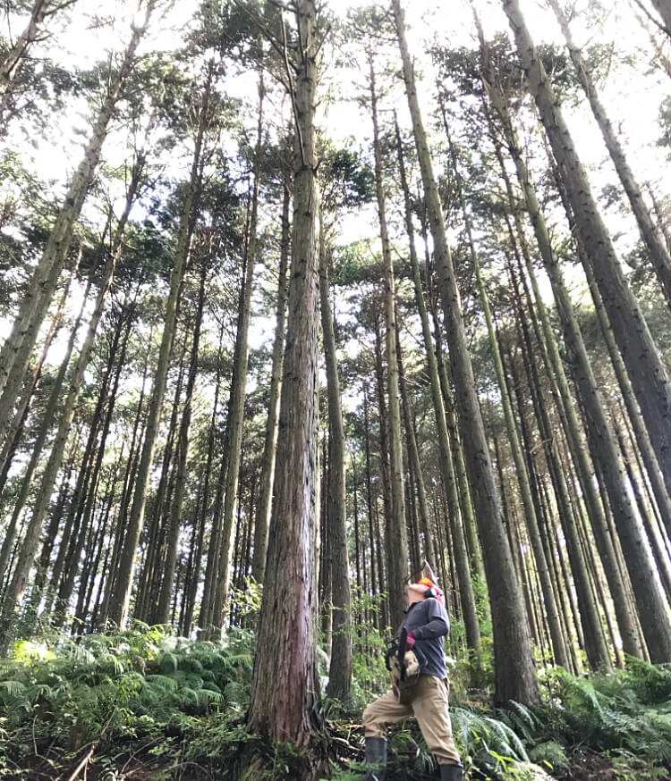 秀ちゃん椎茸の【園田きこり農園】山口県美祢市の原木しいたけを全国発送｜通販 ギフト 贈り物にも